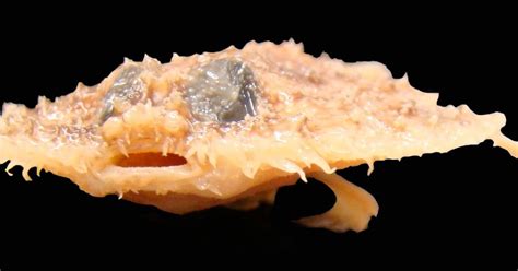 Louisiana pancake batfish .